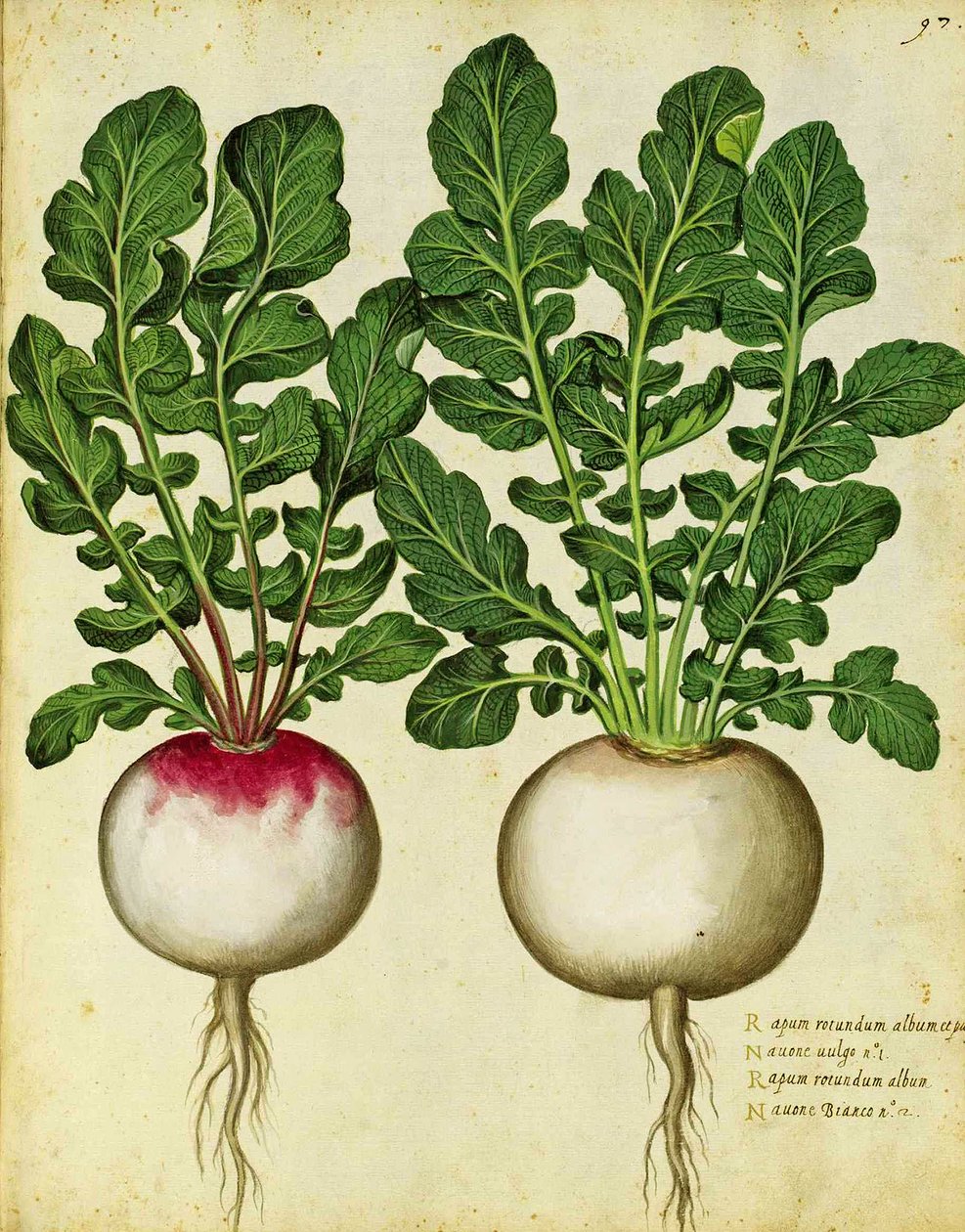 Kålrot av Ulisse Aldrovandi av Italian School