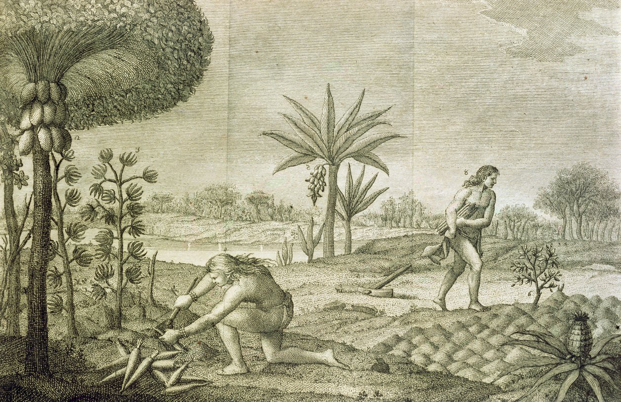 Ulike grønnsaksavlinger fra indianerne i bassengene til Orinoco og Amazonas (Maranon) av Italian School