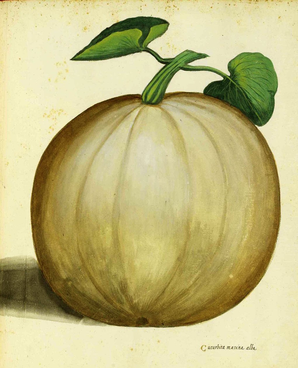 White Squash av Ulisse Aldrovandi av Italian School
