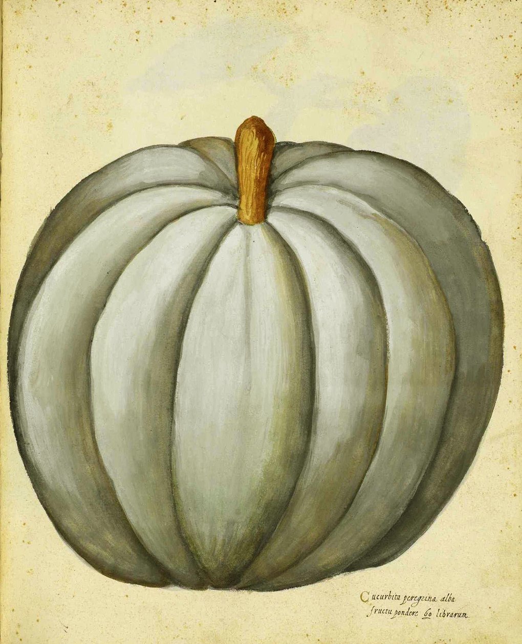 White Squash av Ulisse Aldrovandi av Italian School