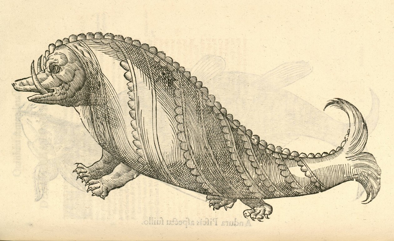illustrasjon av Aper Marinus Cetaceus fra Aldrovandis History of Monsters, 1642 av Italian School