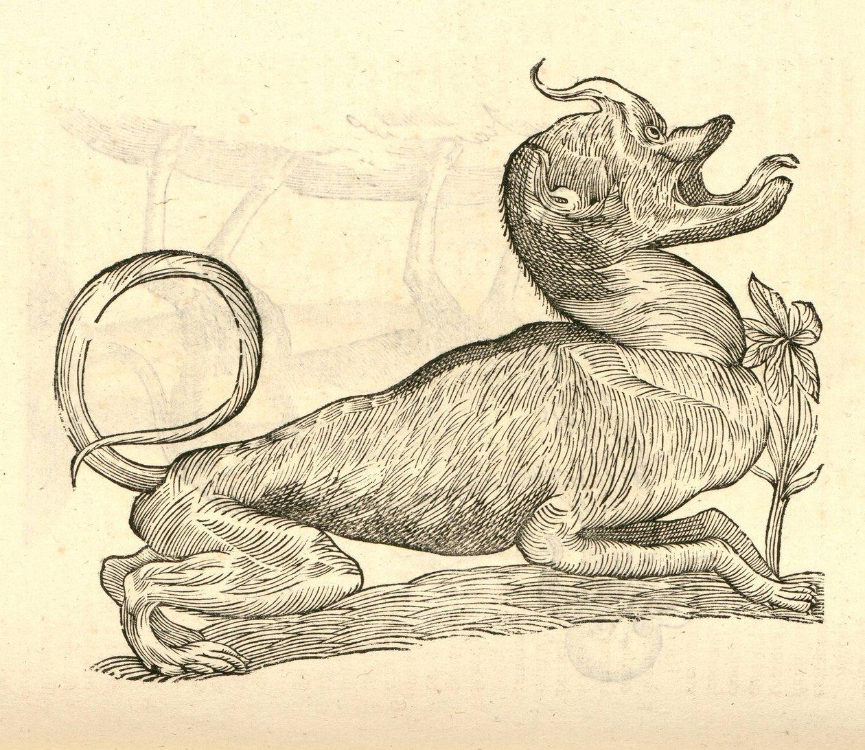 illustrasjon av Canis monstroso capite fra Aldrovandis History of Monsters, 1642 av Italian School