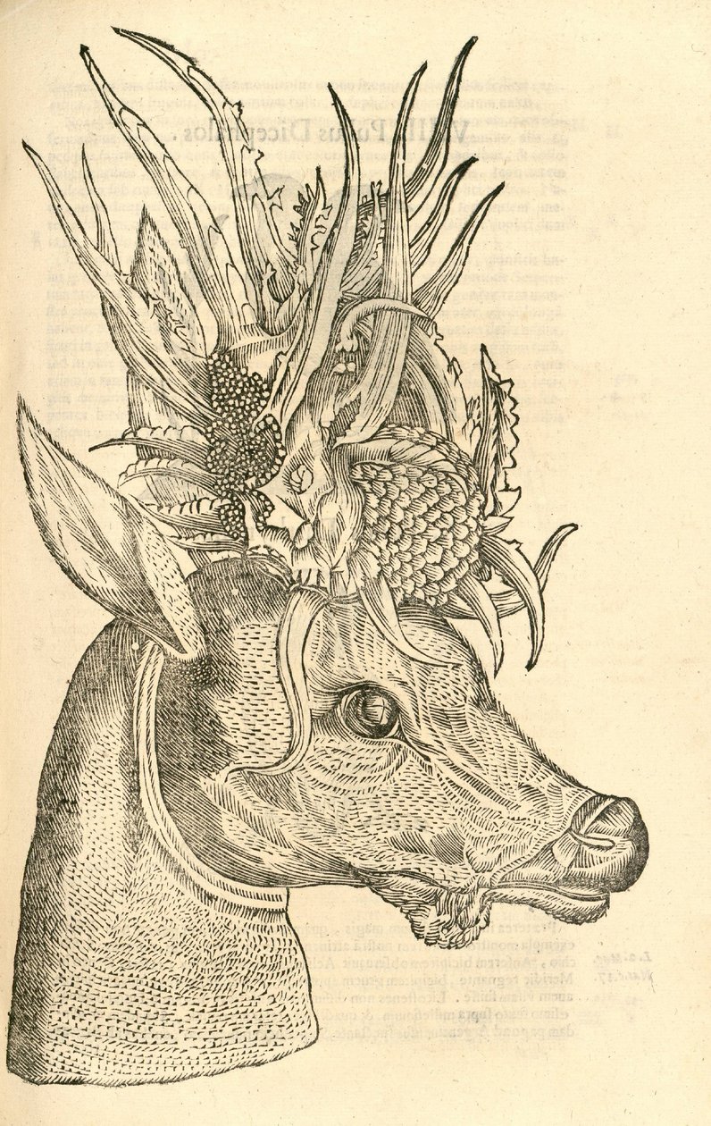illustrasjon av Capreolus Polyceros fra Aldrovandis History of Monsters, 1642 av Italian School