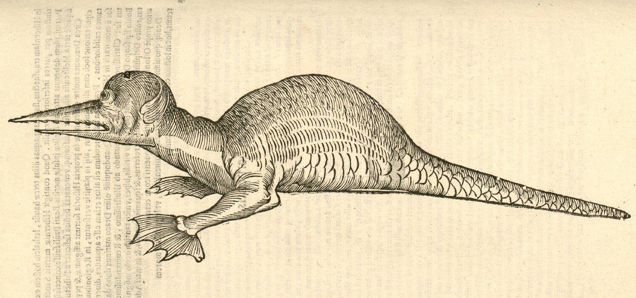 illustrasjon av Draco marinus monophthalmos bipes fra Aldrovandis History of Monsters, 1642 av Italian School