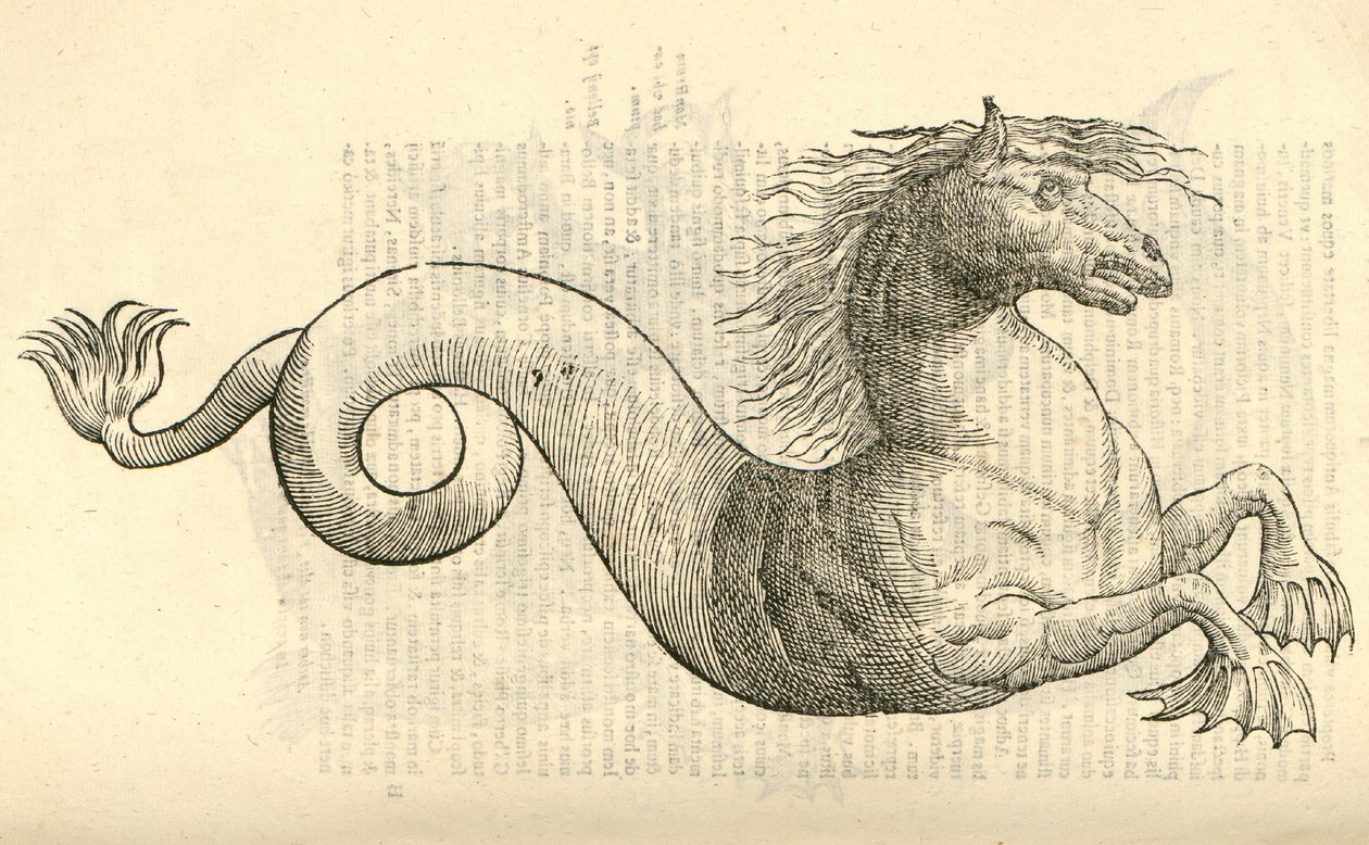 illustrasjon av Equus marinus monstrosus fra Aldrovandis History of Monsters, 1642 av Italian School