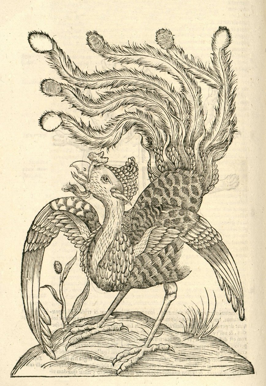 illustrasjon av Gallus Indicus auritus tridactylus fra Aldrovandis History of Monsters, 1642 av Italian School