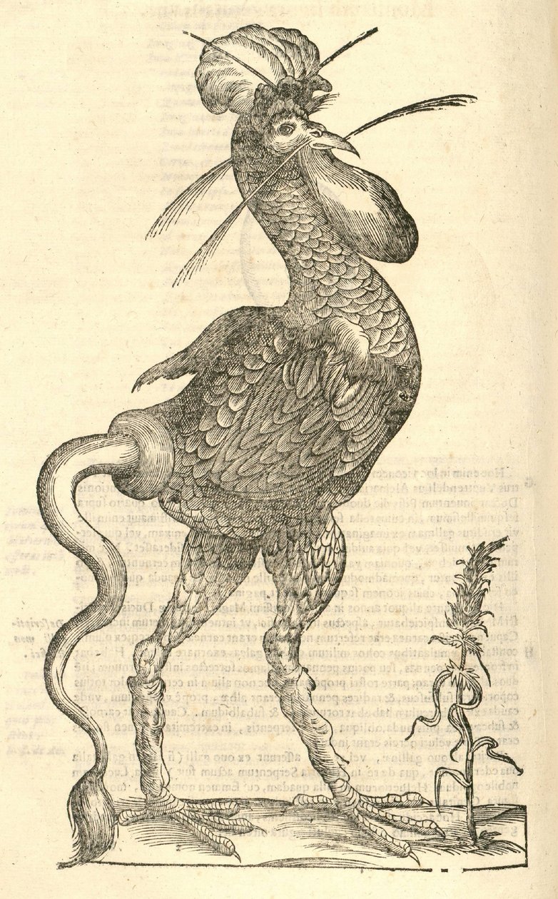 illustrasjon av Gallus monstrosus fra Aldrovandis History of Monsters, 1642 av Italian School