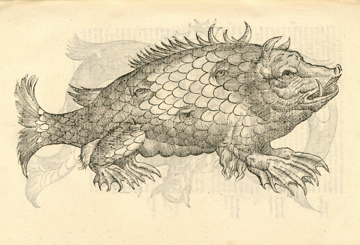 illustrasjon av Monstrosus Sur marinus fra Aldrovandis History of Monsters, 1642 av Italian School