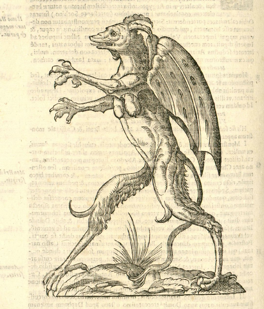 illustrasjon av et bevinget og hornet monster som en demon fra Aldrovandis History of Monsters, 1642 av Italian School