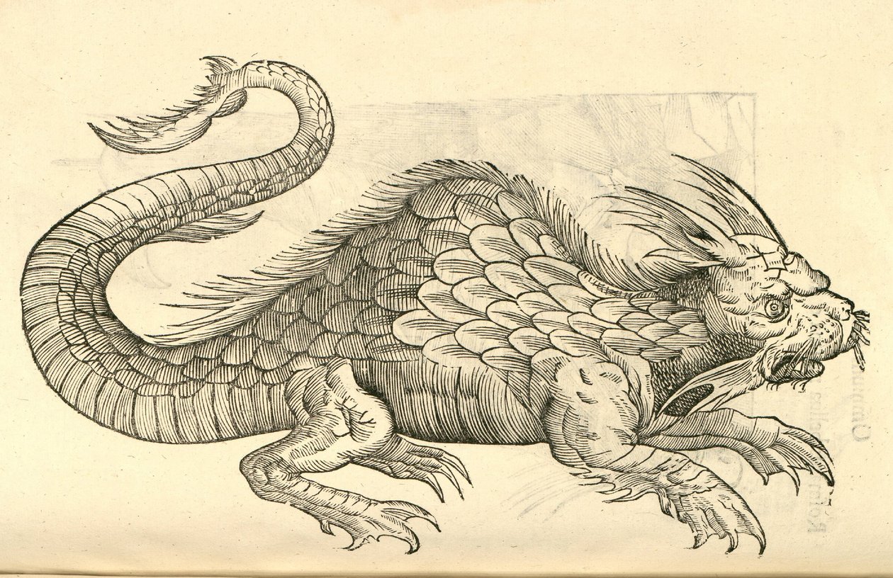 illustrasjon av Orobonis Piscis-bilder fra Aldrovandis History of Monsters, 1642 av Italian School