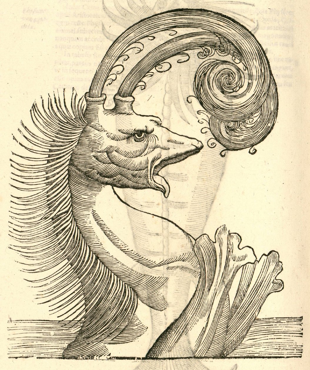 illustrasjon av Pseudophyseter fra Aldrovandis History of Monsters, 1642 av Italian School