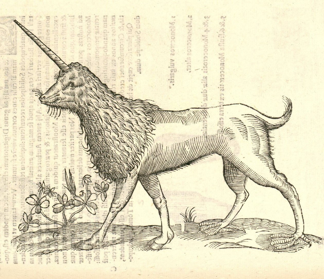 illustrasjon av en Camphurch fra Aldrovandis History of Monsters, 1642 av Italian School