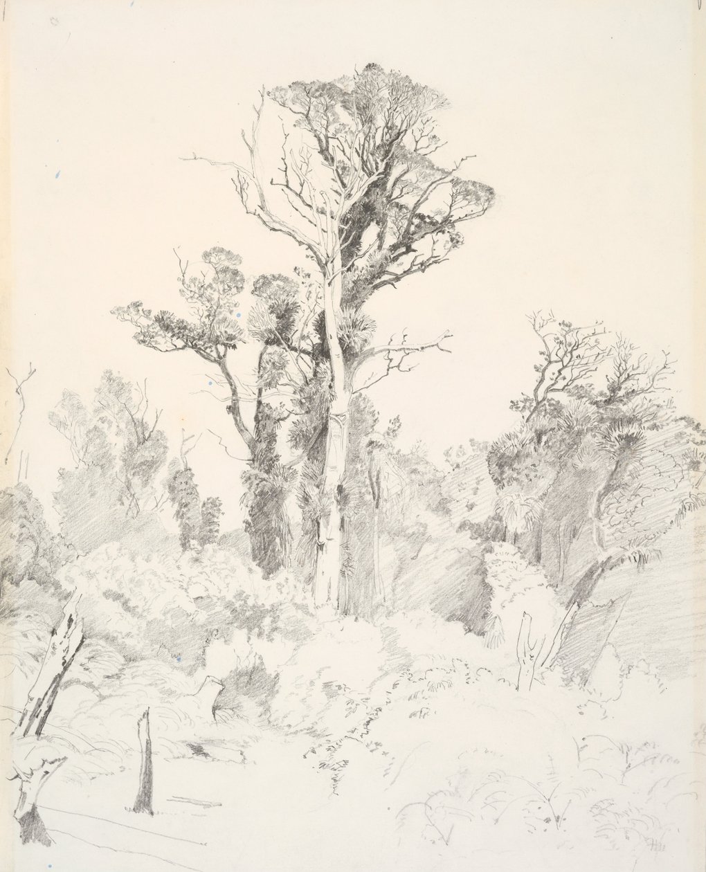 Detraliserte innfødte, Taranaki av J. C. Richmond