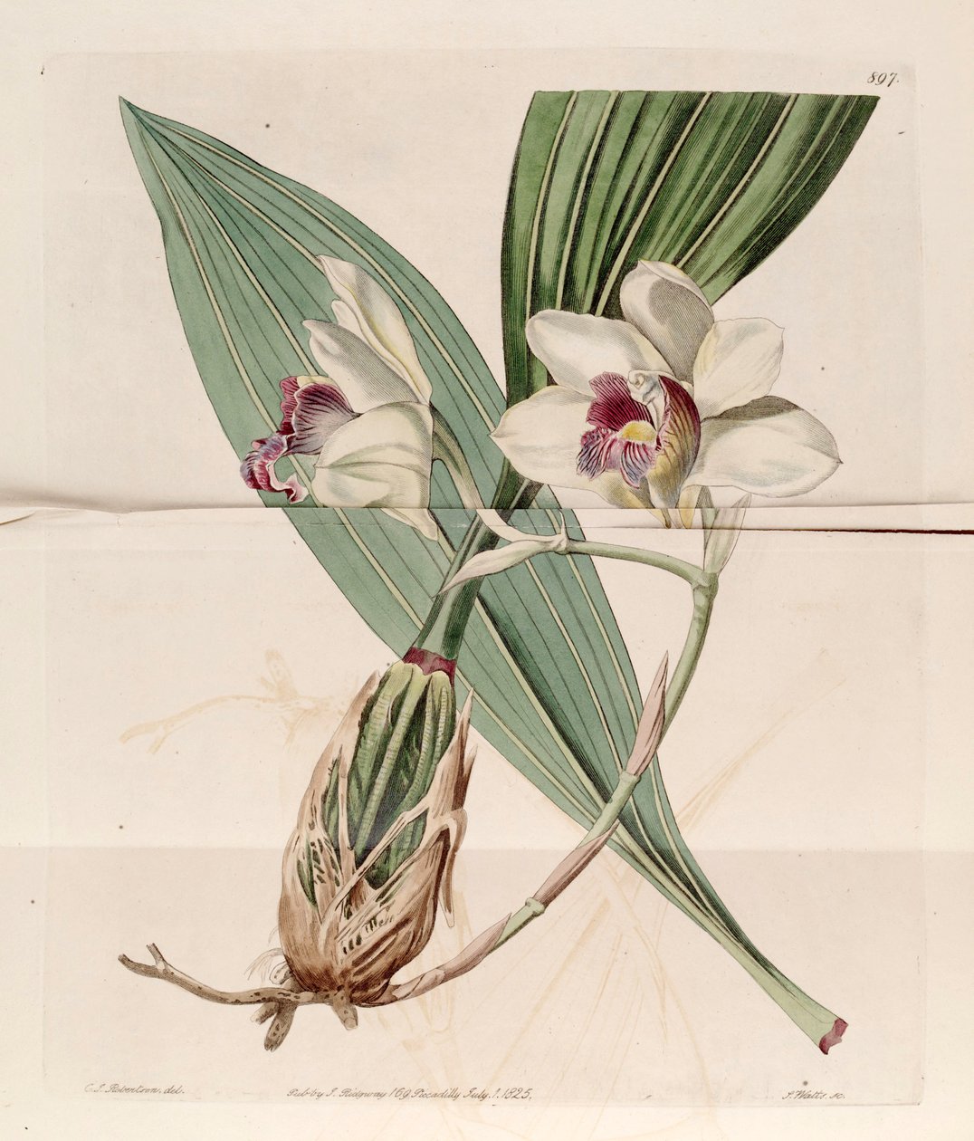 Illustrasjon av Bifrenaria harrisoniae (som syn. Maxillaria harrisoniae) av J. C. Robertson