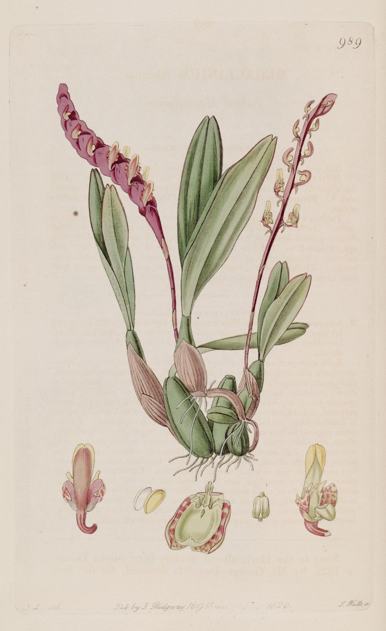 Illustrasjon av Bulbophyllum falcatum (som syn. Megaclinium falcatum) av J. L.