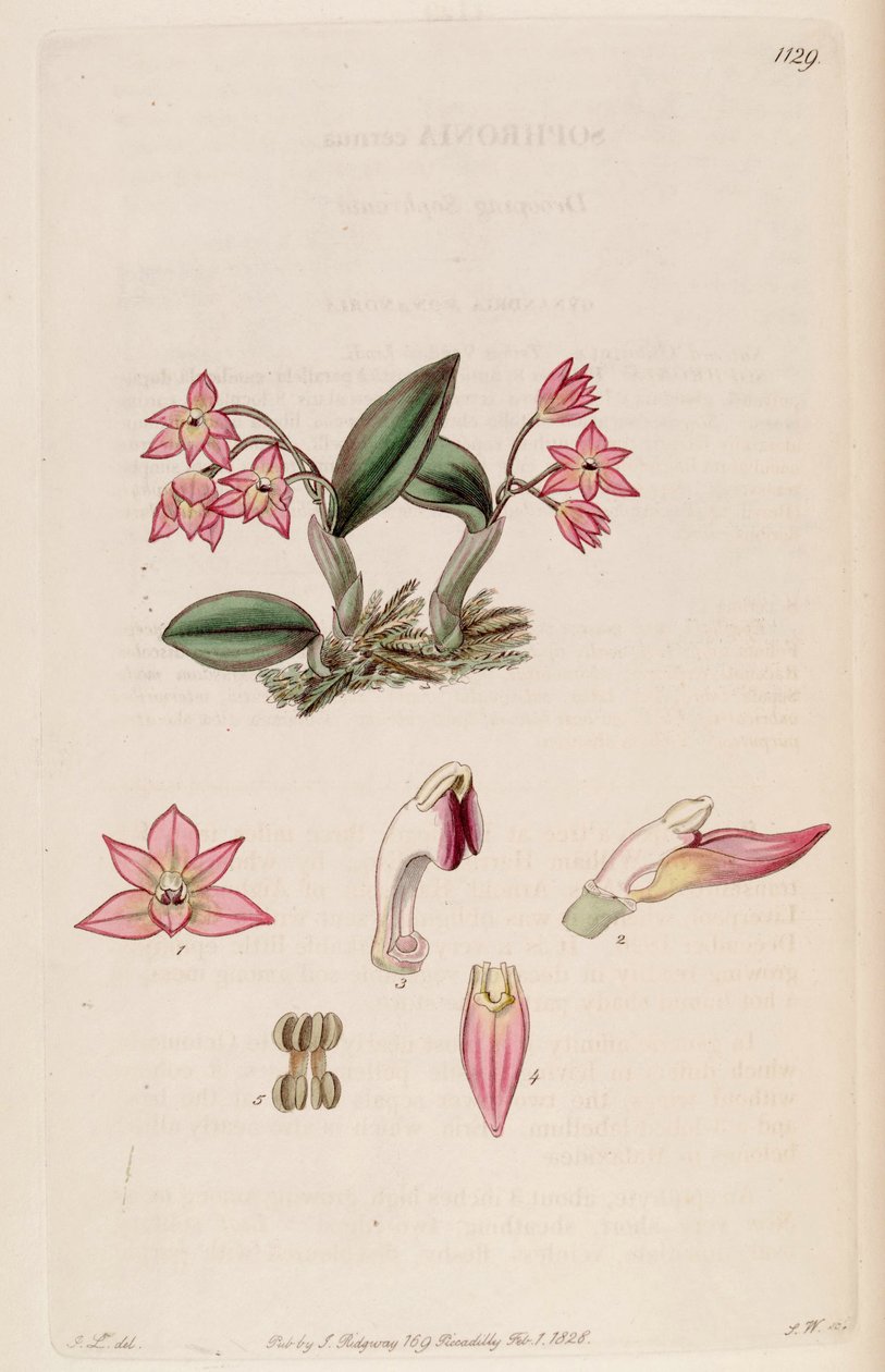 Illustrasjon av Sophronitis cernua (som syn. Sophronia cernua) av J. L.