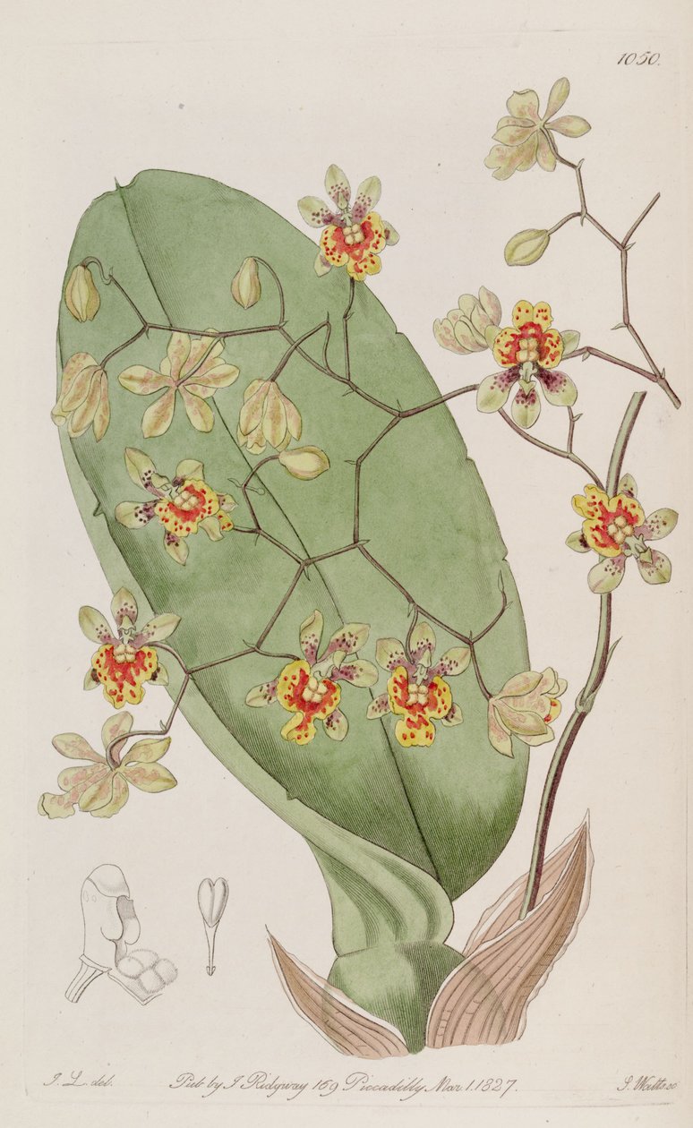 Illustrasjon av Oncidium divaricatum av J. L. del.