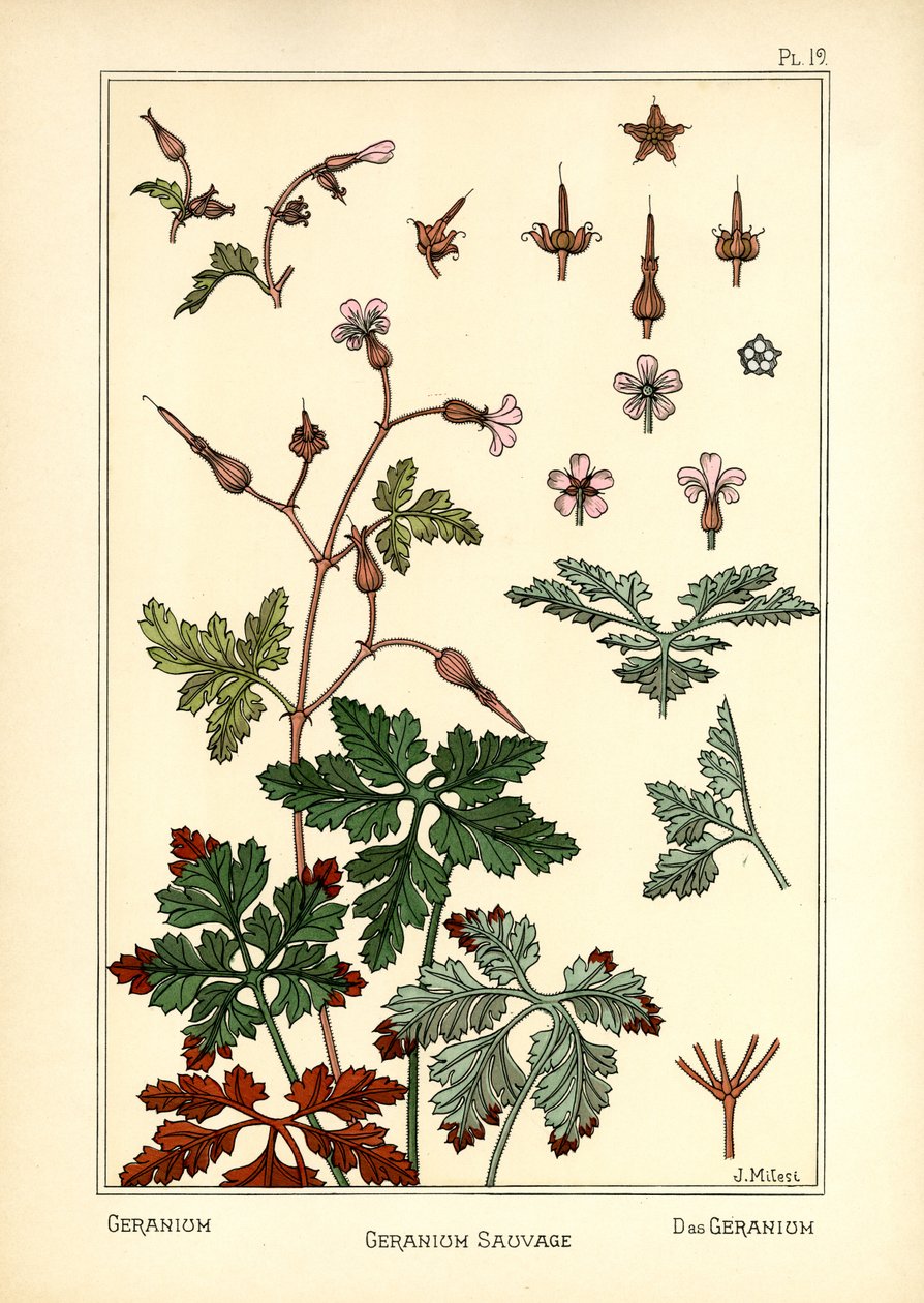 Geranium av J. Milesi