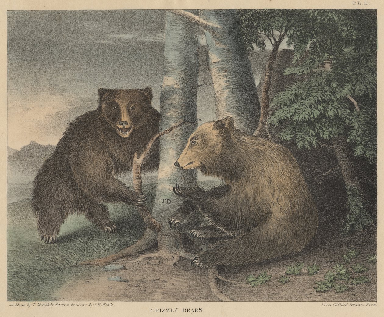 Grizzly Bears, gravert av Thomas Doughty, fra Doughtys The Cabinet of Natural History and American Rural Sports, 1830 av J. R. Peale