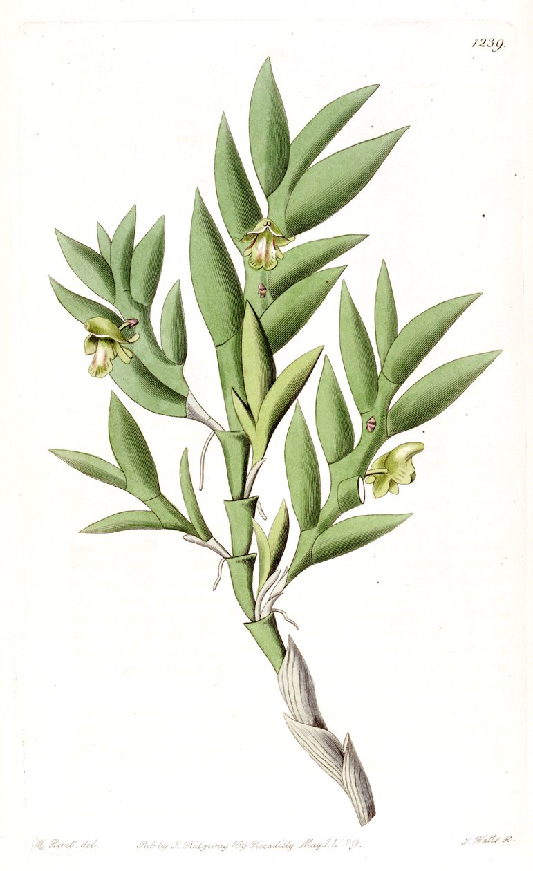 Aporum anceps eller Dendrobium anceps av Jams  Watts