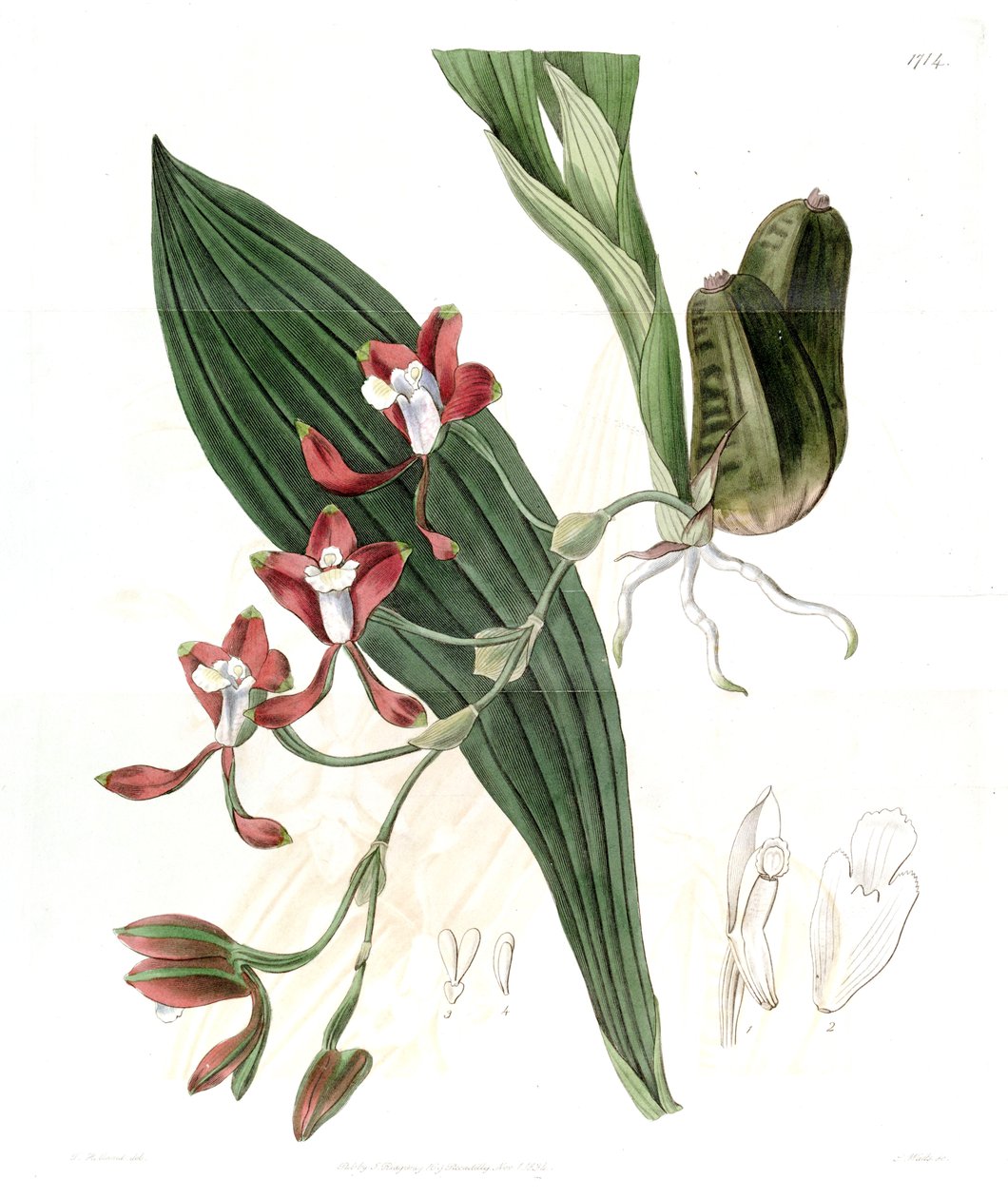 Batemannia colleyi av Jams  Watts