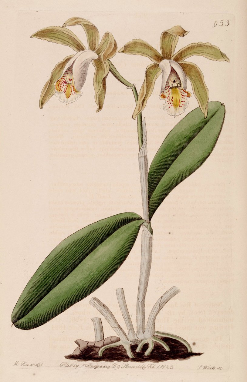 Illustrasjon av Cattleya forbesii av Jams  Watts