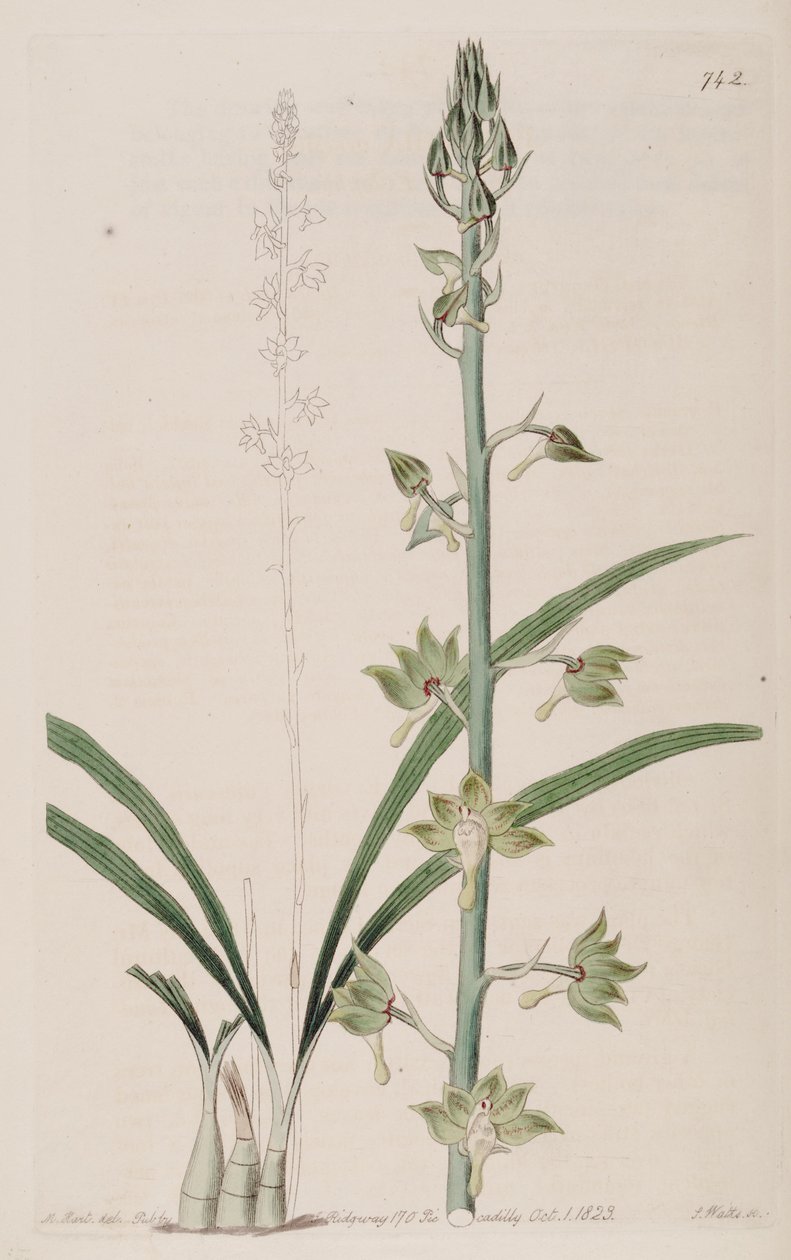 Illustrasjon av Eulophia gracilis av Jams  Watts