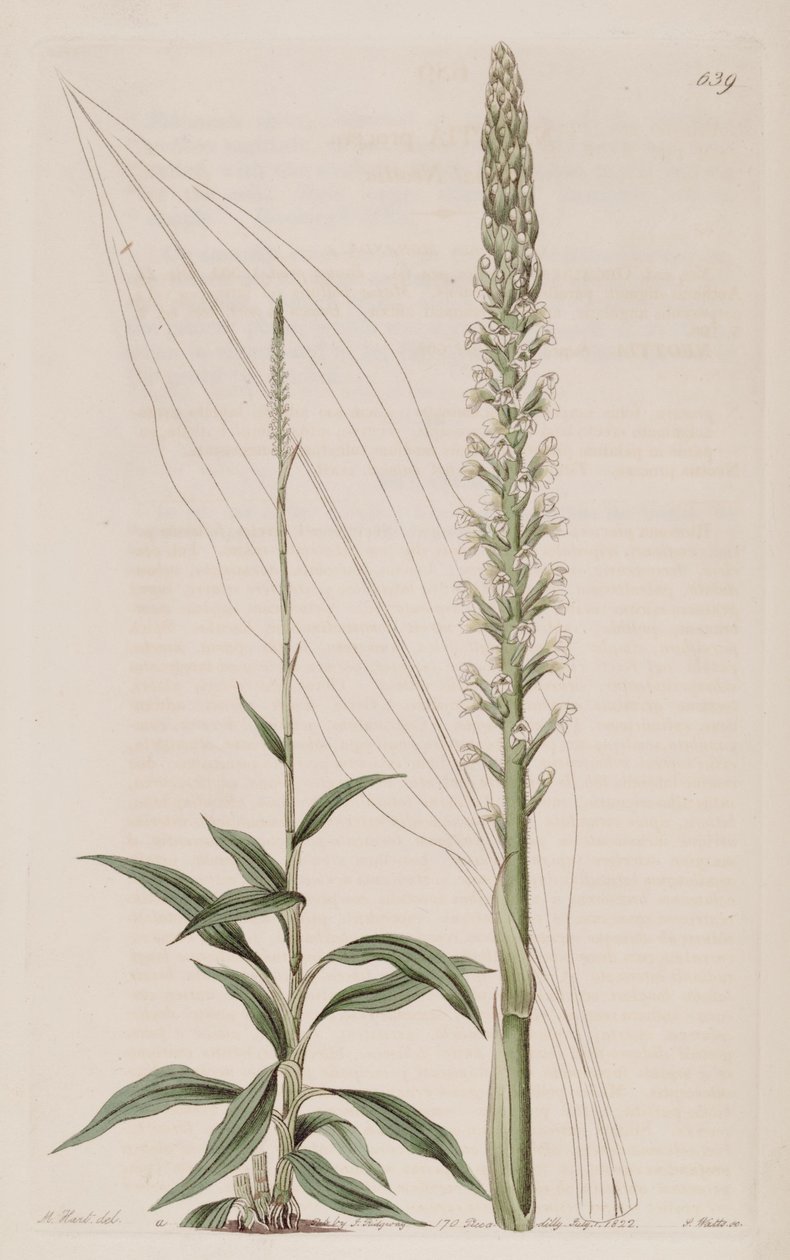 Illustrasjon av Goodyera procera (som syn. Neottia procera) av Jams  Watts