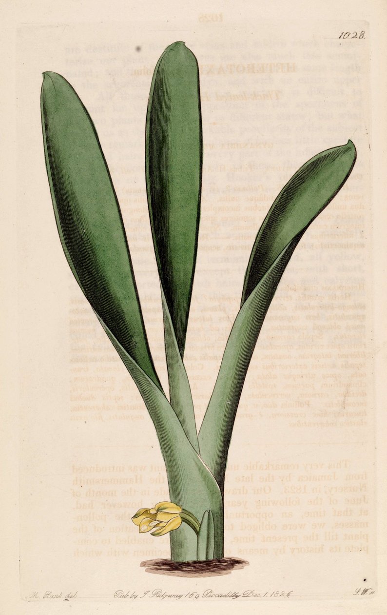Illustrasjon av Heterotaxis sessilis (som syn. Heterotaxis crassifolia) av Jams  Watts