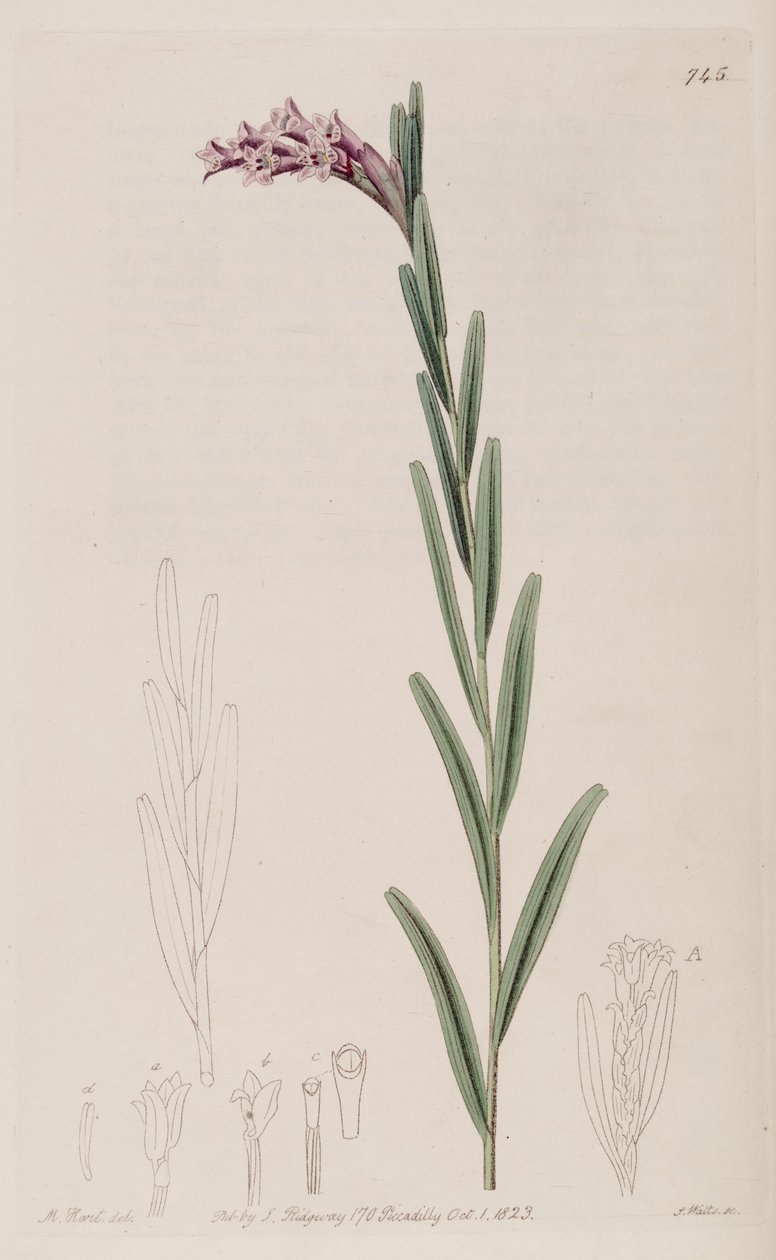 Illustrasjon av Isochilus linearis av Jams  Watts