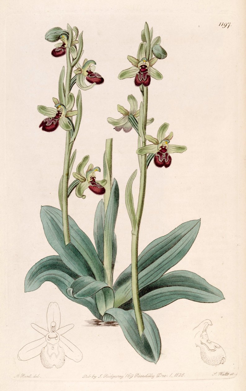 Illustrasjon av Ophrys sphegodes (som syn. Ophrys aranifera, stavet araneifera) av Jams  Watts