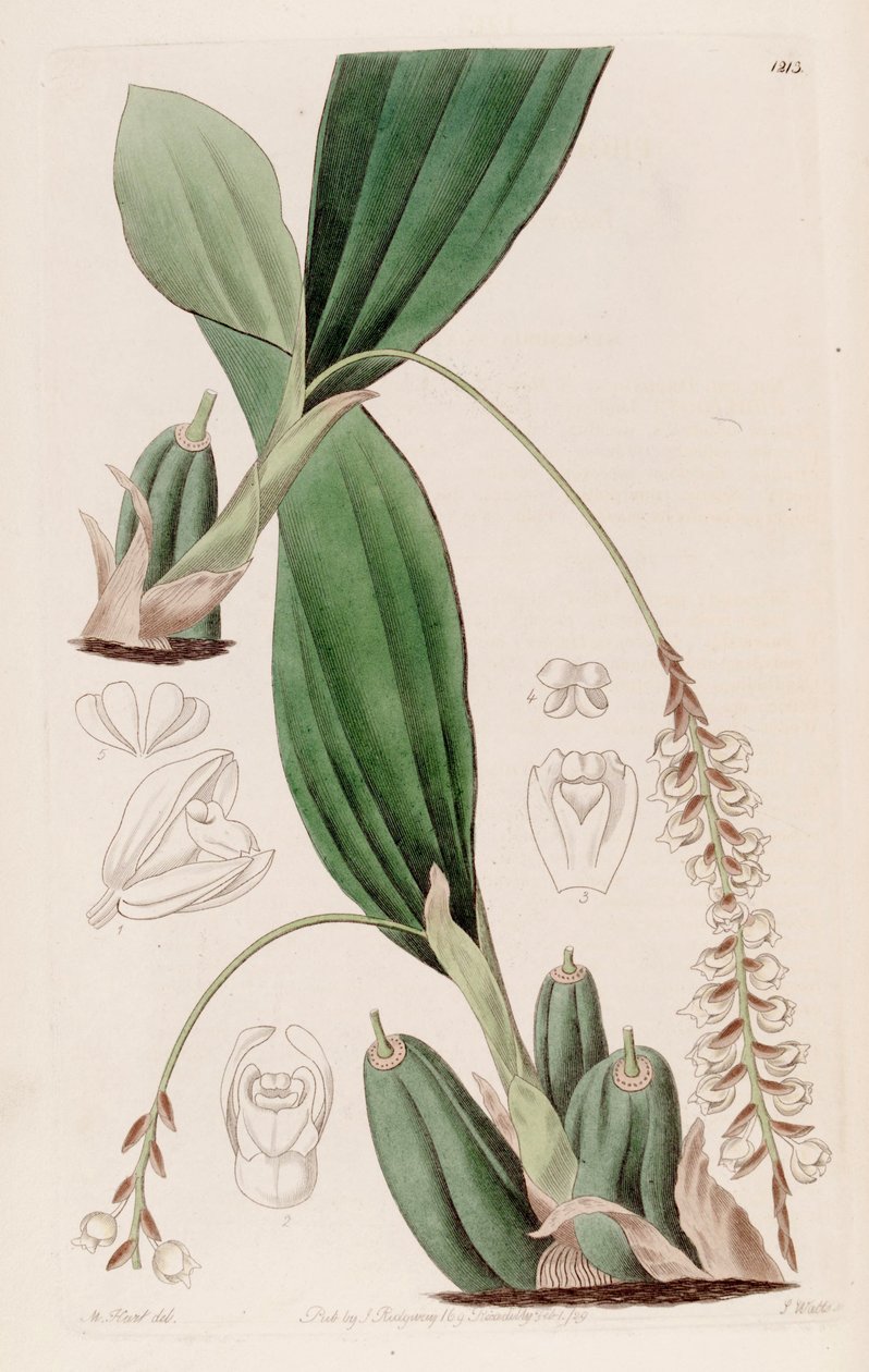 Illustrasjon av Pholidota imbricata av Jams  Watts