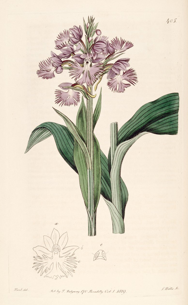 Illustrasjon av Platanthera grandiflora (som syn. Habenaria fimbriata) av Jams  Watts