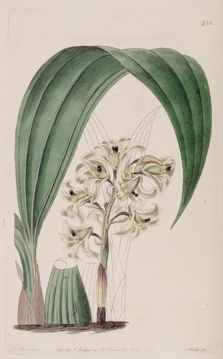 Illustrasjon av Xylobium squalens (som syn. Dendrobium squalens) av Jams  Watts