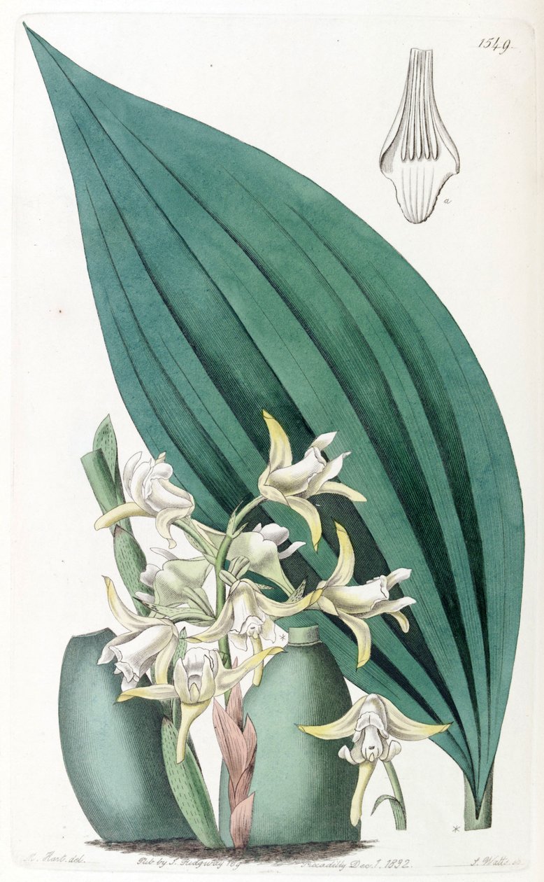 Maxillaria palmifolia (som syn. Maxillaria decolor) av Jams  Watts