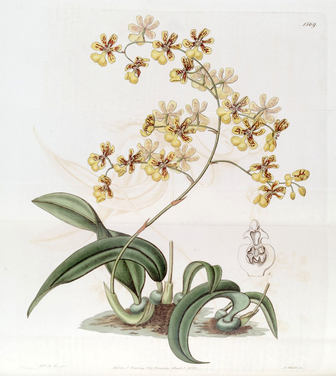 Oncidium auricula eller Oncidium harrisonianum av Jams  Watts
