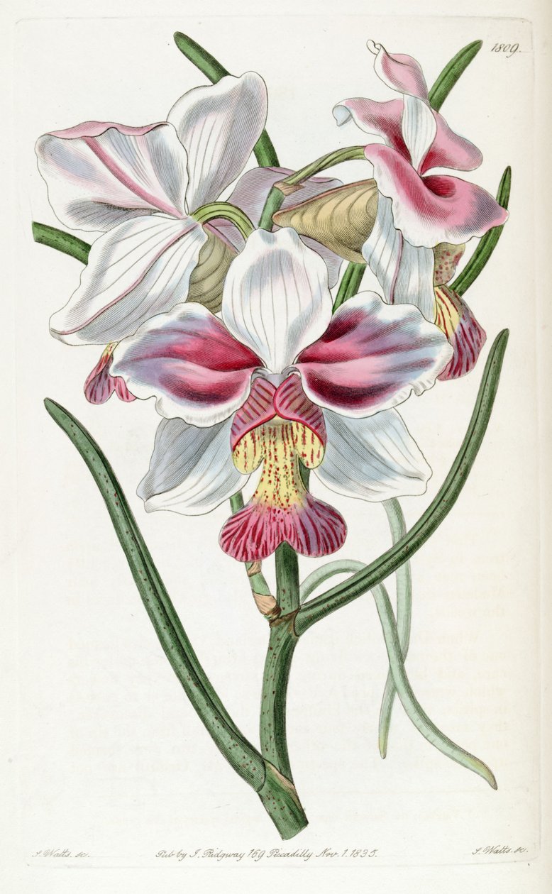 Papilivunante Teresh (Ass. Vanda Teresh) av Jams  Watts