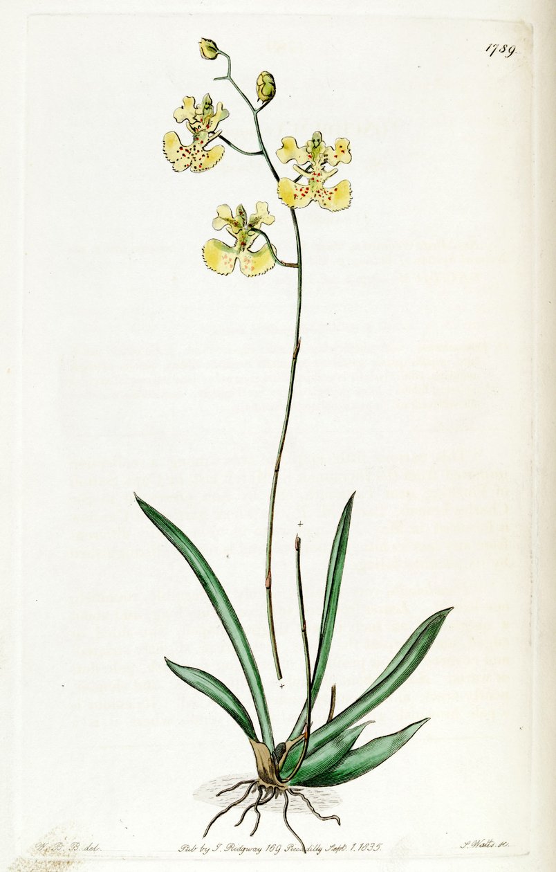 Tolumnia guianensis (som syn. Oncidium lemonianum) av Jams  Watts