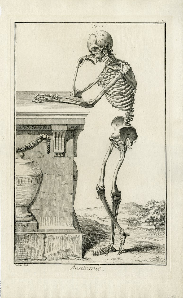Anatomi - anatomisk studie av et skjelett av J.A. Defehrt