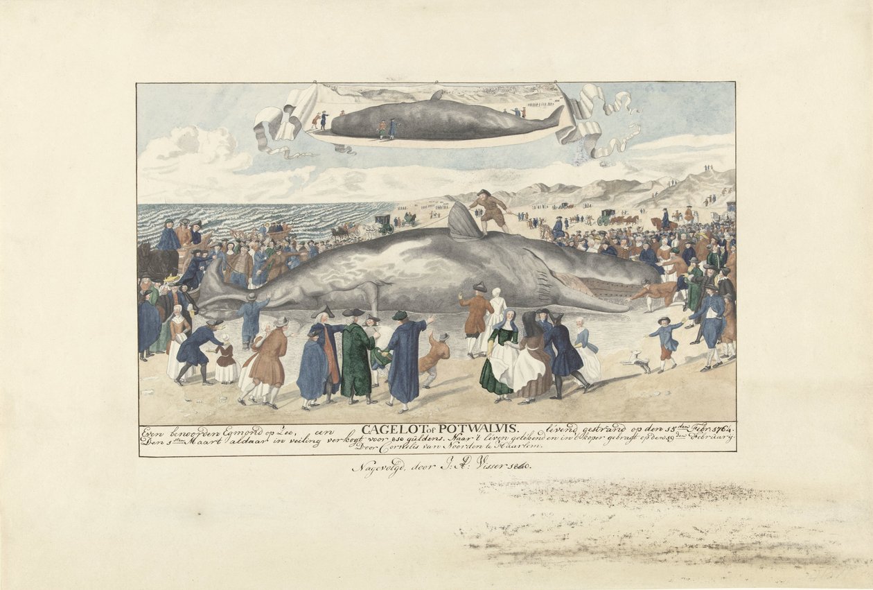 Spermhval strandet ved Egmond aan Zee, 1764 Rett nord for Egmond op Zee, en Cagelot eller Potwhale. strandet i live den 15. februar: 1764. (tittel på objekt) av J.A. Visser