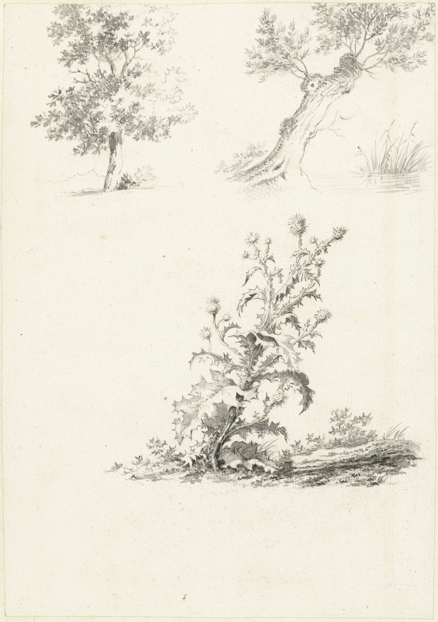 To studier av et tre og en tistel av J.B. Joss (attributed to)