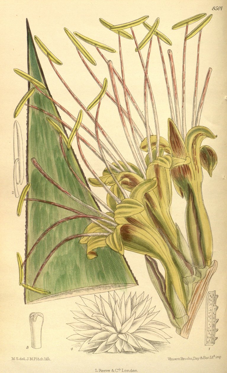 Agave warelliana, Asparagaceae, Agavoideae av J.N. Fitch
