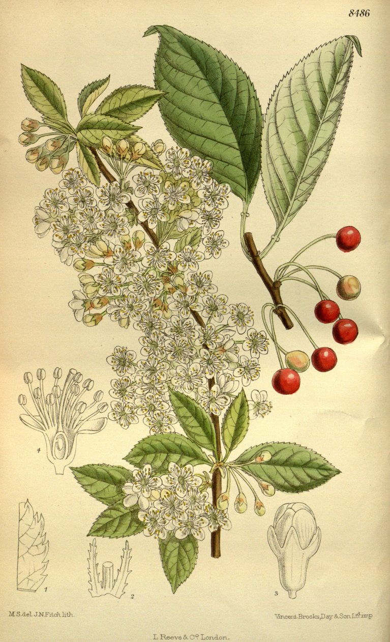 Prunus pensylvanica, Rosaceae av J.N. Fitch