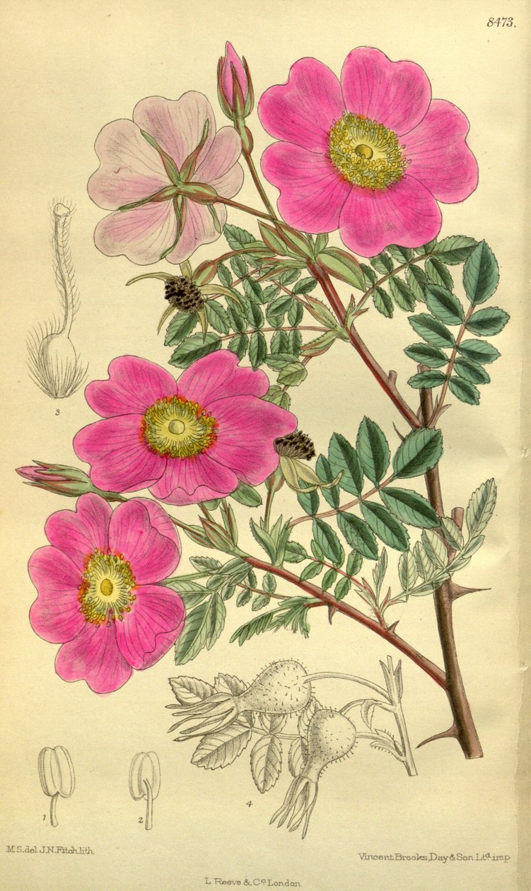 Rosa_sertata av J.N. Fitch