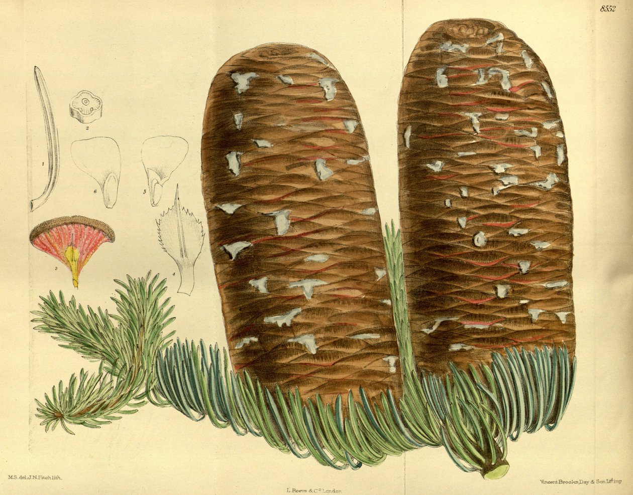 Abies magnifica, Pinaceae av J.N. Fitch