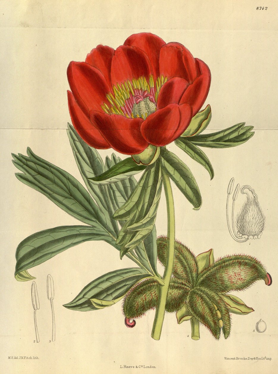 Paeonia peregrina, Paeoniaceae av J.N. Fitch