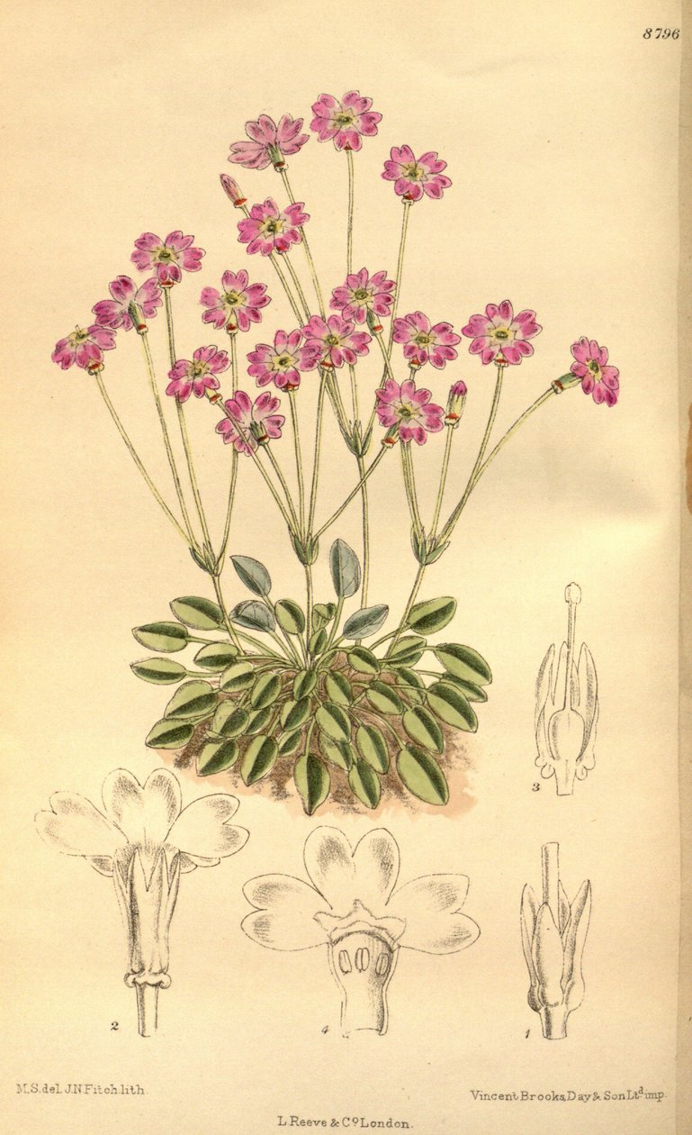 Primula tibetica, Primulaceae av J.N. Fitch