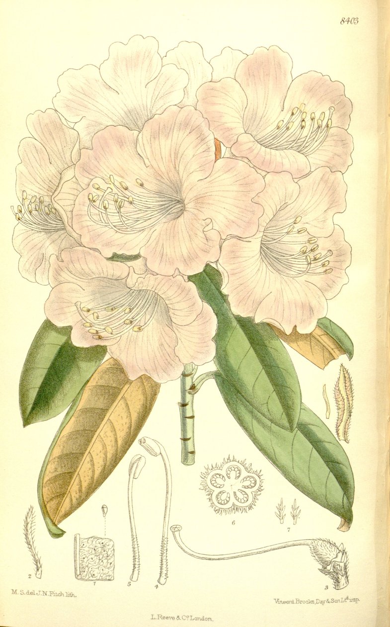 Rhododendron japonicum av J.N. Fitch