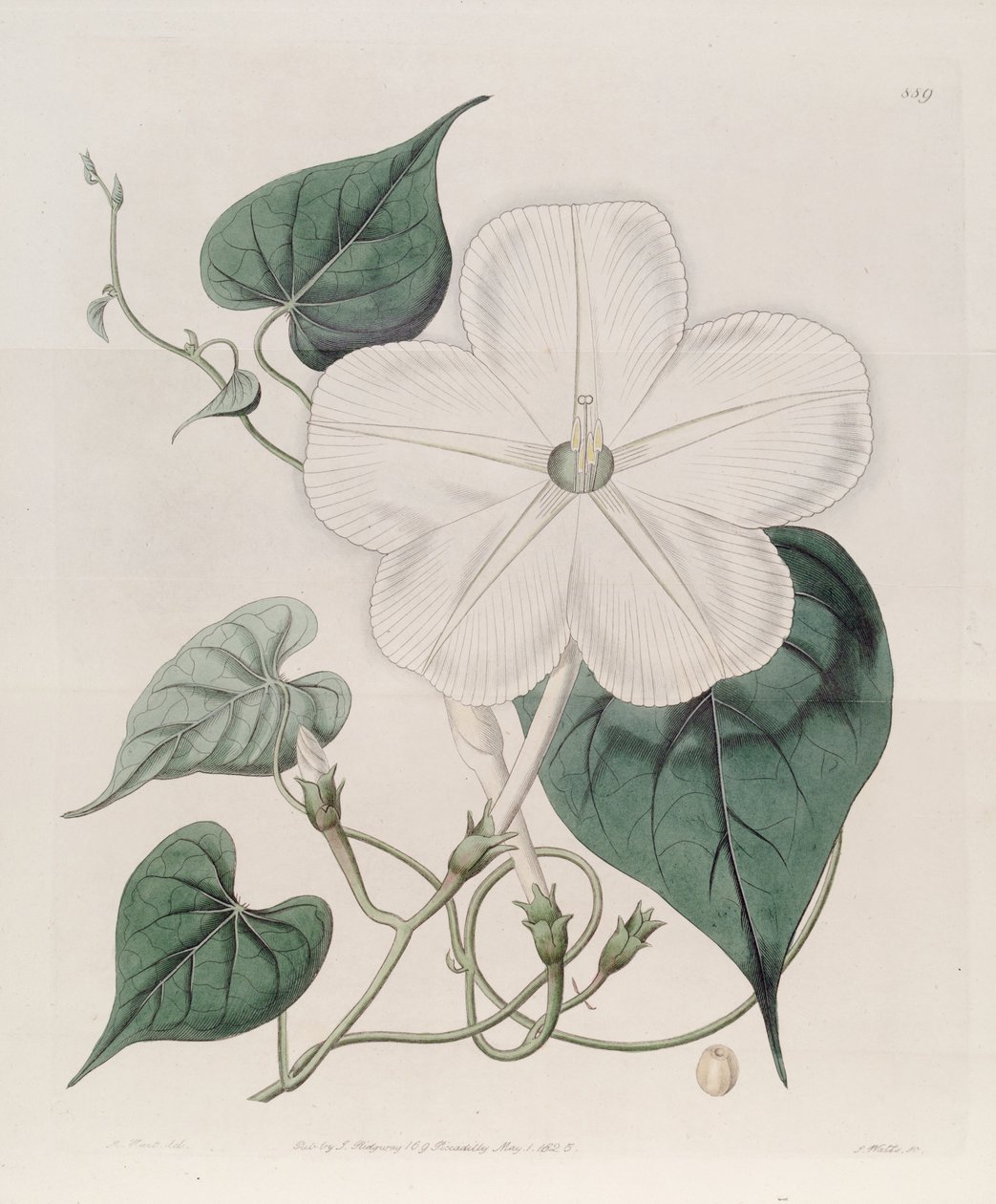 Ipomoea alba av J.Sims
