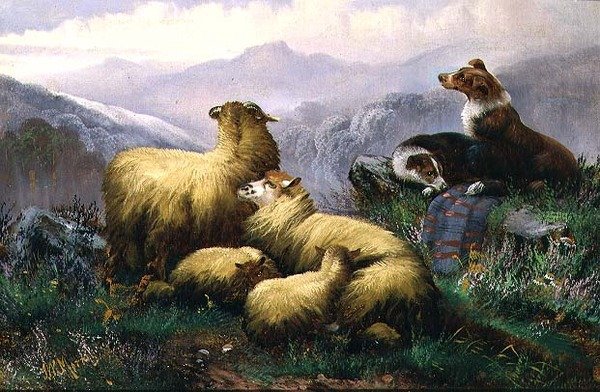 Sauehunder og sauer i det skotske høylandet av J.W. Morris